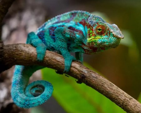 Удивителни животни, открити сравнително скоро