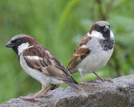 Отделете 10 минути и пребройте врабчетата около вас