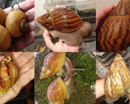 Показват живи гигантски охлюви в Пловдив