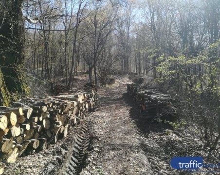 Спипаха в схема с документи служител на горското в Ракитово