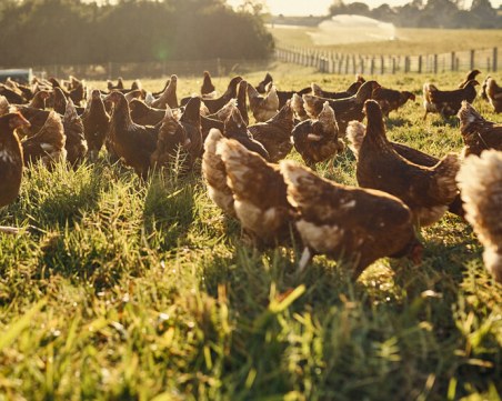 Умъртвяват 12 000 птици в Старозагорско