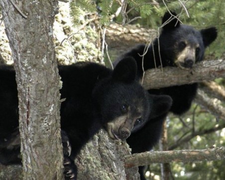 Мъж откри пет мечки, които са живеели под къщата му