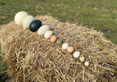 Зоопаркът в Бургас представи невероятната си колекция от яйца Там