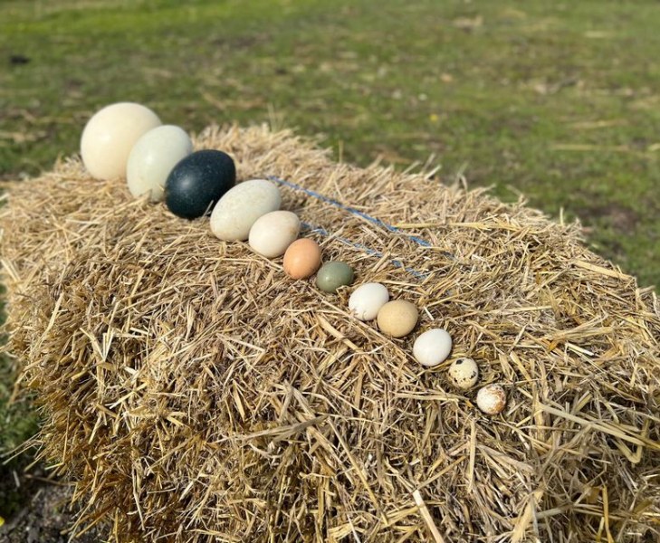 Бургаският зоопарк показа богатата си колекция от екзотични яйца