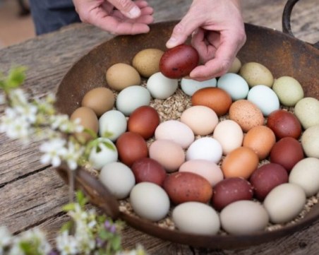 Кокошките Изолда, Хедвиг и Изабела снасят шарени яйца