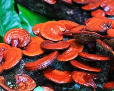 Кои са гъбите на безсмъртието и какви са ползите им за здравето?