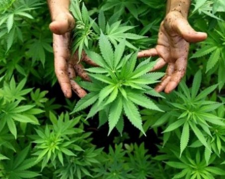 Законопроект: Четири партии искат легализацията на преработката на канабис сатива у нас