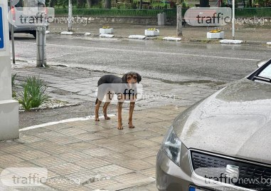 Ловджийско куче се е изгубило сигнализираха жители на Марково Четириногото