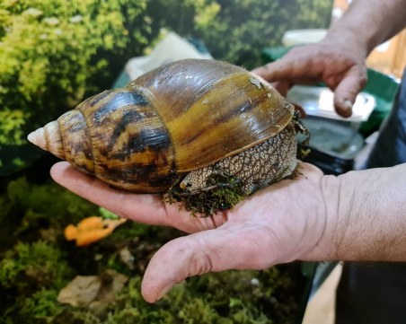 Гигантски охлюв се разхожда и търси публика в Пловдив