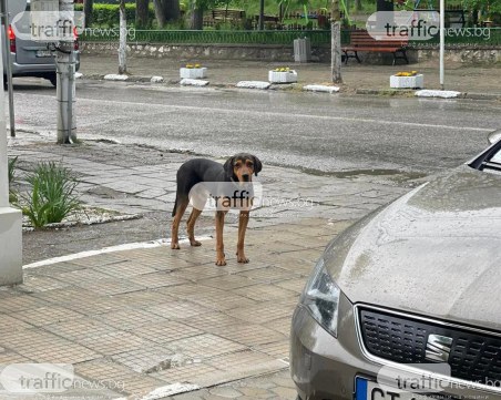 Изгубено куче в Марково! Познава ли го някой?