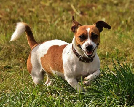 Изследване сред 30 000 кучета показа кои породи имат най-дълъг живот