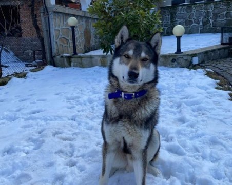 Откраднато е куче от двор в Коматевско шосе! Някой виждал ли го е?