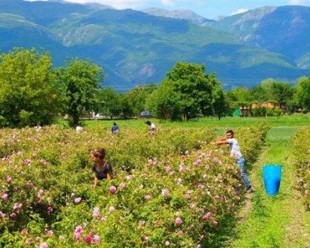 Скъпият газ и липсата на работна ръка спъват производството на розово масло