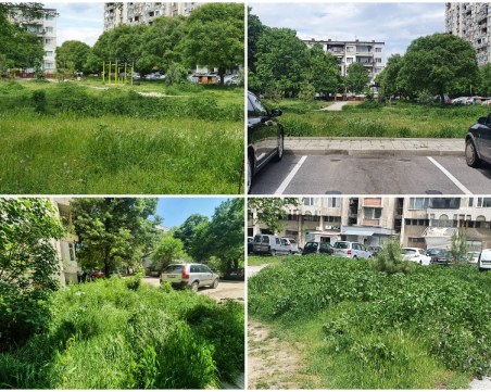 Кършияка като джунгла! Буйна растителност и еднометрова трева 