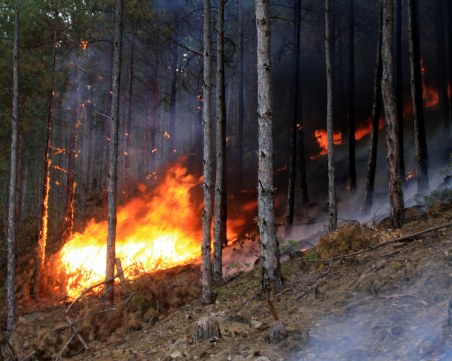 Горят 100 дка иглолистна гора край Добринище