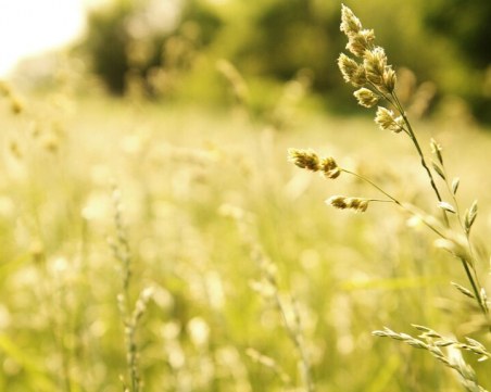 Предстои промяна при полените