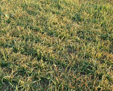 Пшеницата в Добричко прояви стрес заради липса на дъжд