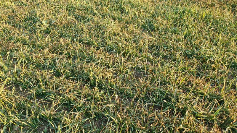 Пшеницата в Добричко прояви стрес заради липса на дъжд