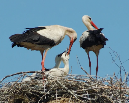 Две щъркелчета се излюпиха в Драгушиново