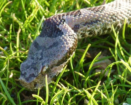Спасиха жена, ухапана от пепелянка до хижа 