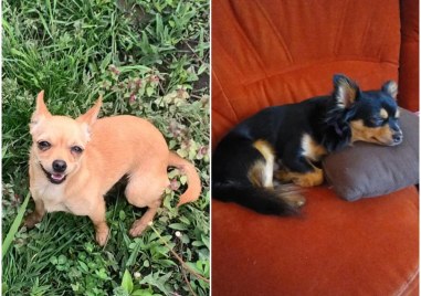 Малко кученце порода чихуа хуа в било откраднато от автомобил паркиран