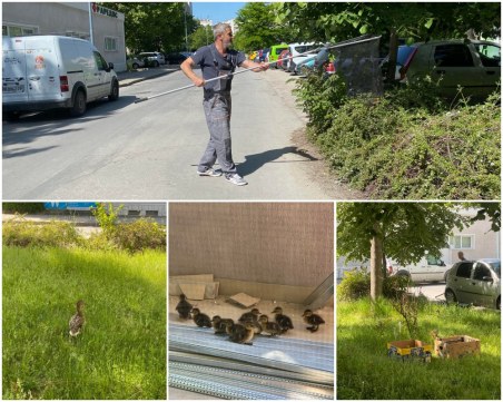 Дива патица с 9 малки се озова в центъра на Тракия, тече операция по спасяването им