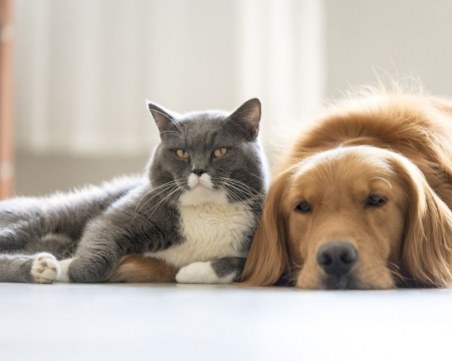 Затягат контрола при транспорт на домашни любимци