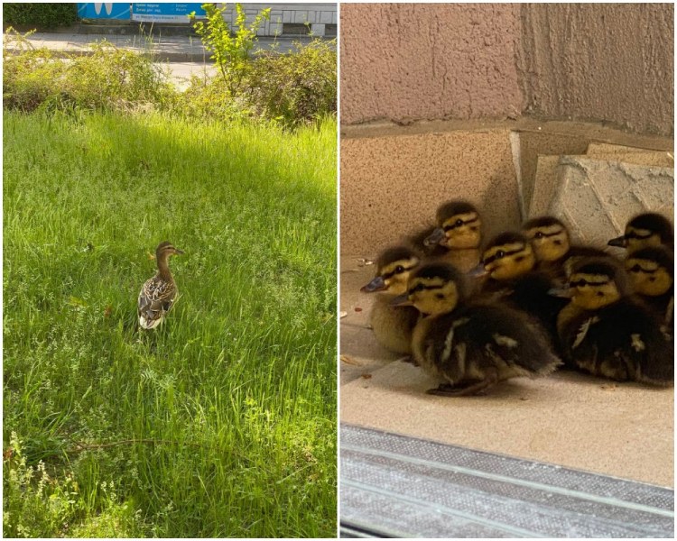 Щастлива развръзка: Дивата патица и малките й се прибраха у дома