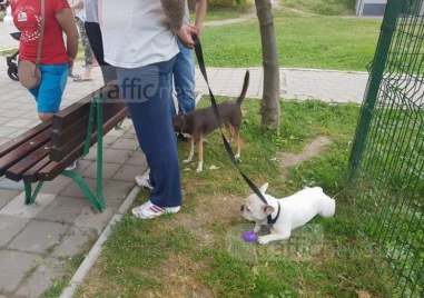 За осма поредна година Община Пловдив стартира инициативата Регистрирай куче