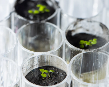 Научно откритие! Отгледаха растения в лунна почва