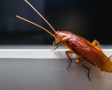 Ако поръсите дома си с тази подправка, никога няма да видите хлебарка