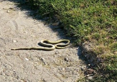 Змии все по често биват забелязвани в селата от Родопската яка