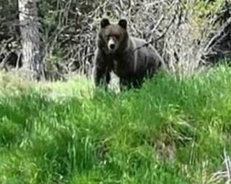 Мечка се разходи по улиците на Чепеларе