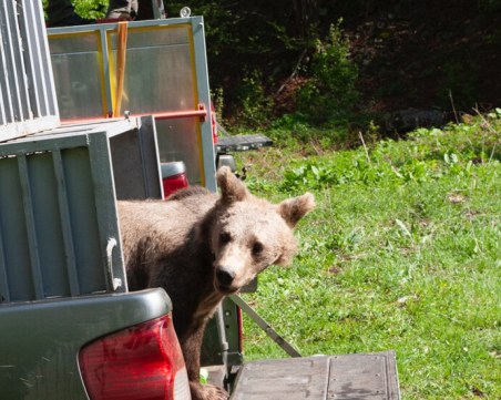 Върнаха намерените миналата година мечета в Родопите в природата