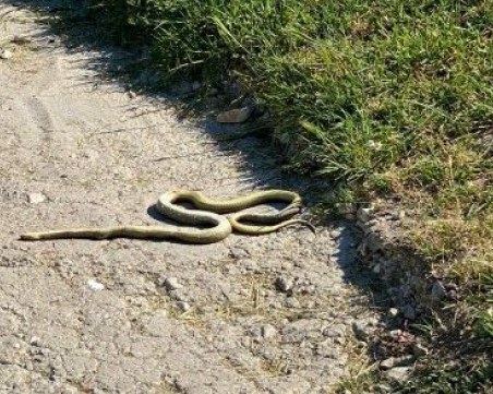 Змии плъзнаха в селата от Родопската яка