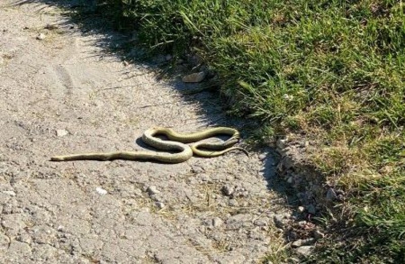 Змии плъзнаха в селата от Родопската яка