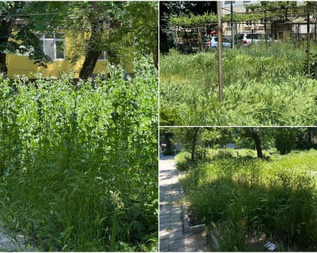 „Градини и паркове” vs буйните треви из Пловдив – кой печели битката?