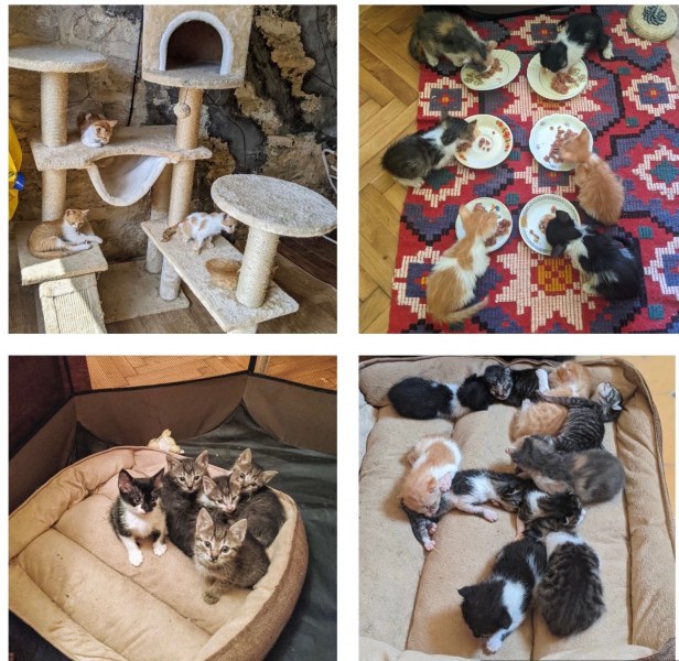 Доброволци търсят подкрепа за първия приют за котки в България