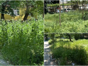 „Градини и паркове” vs буйните треви из Пловдив – кой печели битката?
