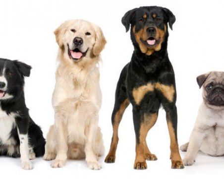 Голям кучешки празник готвят в Колодрума