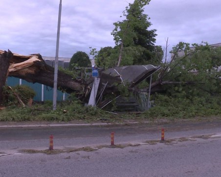 Бурята събори огромно дърво на основна улица в Кючука