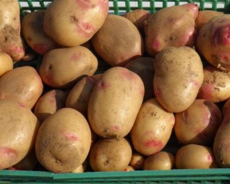 Българските картофи ще поскъпнат двойно, предупреждават производителите