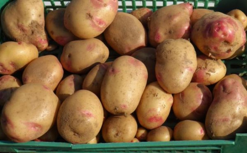 Българските картофи ще поскъпнат двойно, предупреждават производителите