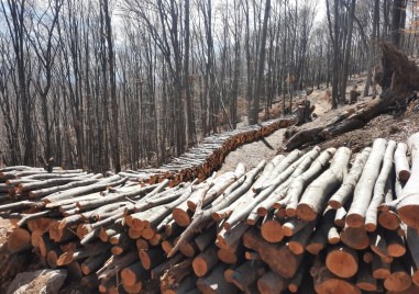Мащабна сеч в Сърнена Средна гора е причина за пресъхване