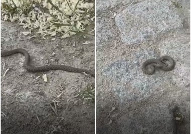 Змии са плъзнали в района на Бунарджика сигнализираха пловдивчани които