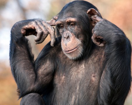 Изследване: Шимпанзетата използват сложна гласова комуникация