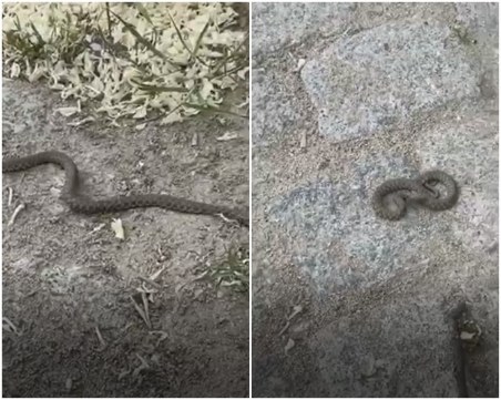 Змии плашат пловдивчани на Бунарджика