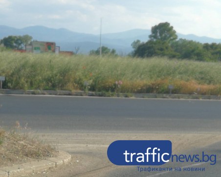 Опасно! Без видимост на кръговото на Пазарджишко шосе заради буйна растителност