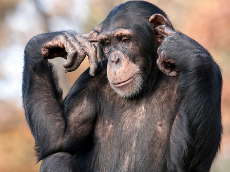 Изследване: Шимпанзетата използват сложна гласова комуникация