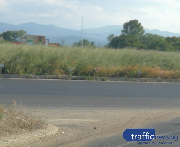 Опасно! Без видимост на кръговото на Пазарджишко шосе заради буйна растителност